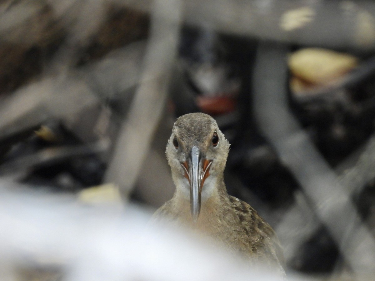 Mangrove Rail - ML615959545