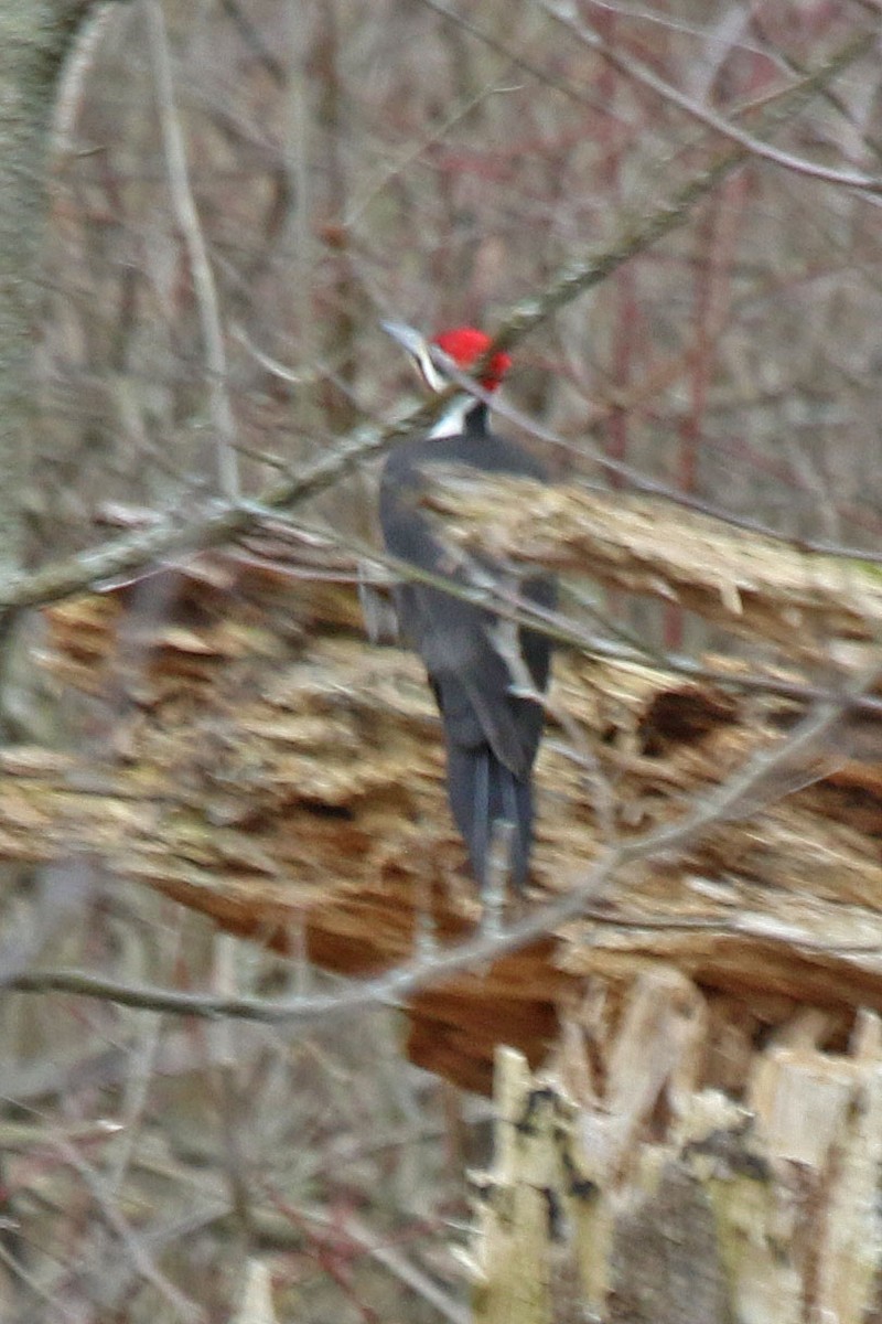 Pileated Woodpecker - ML615959547