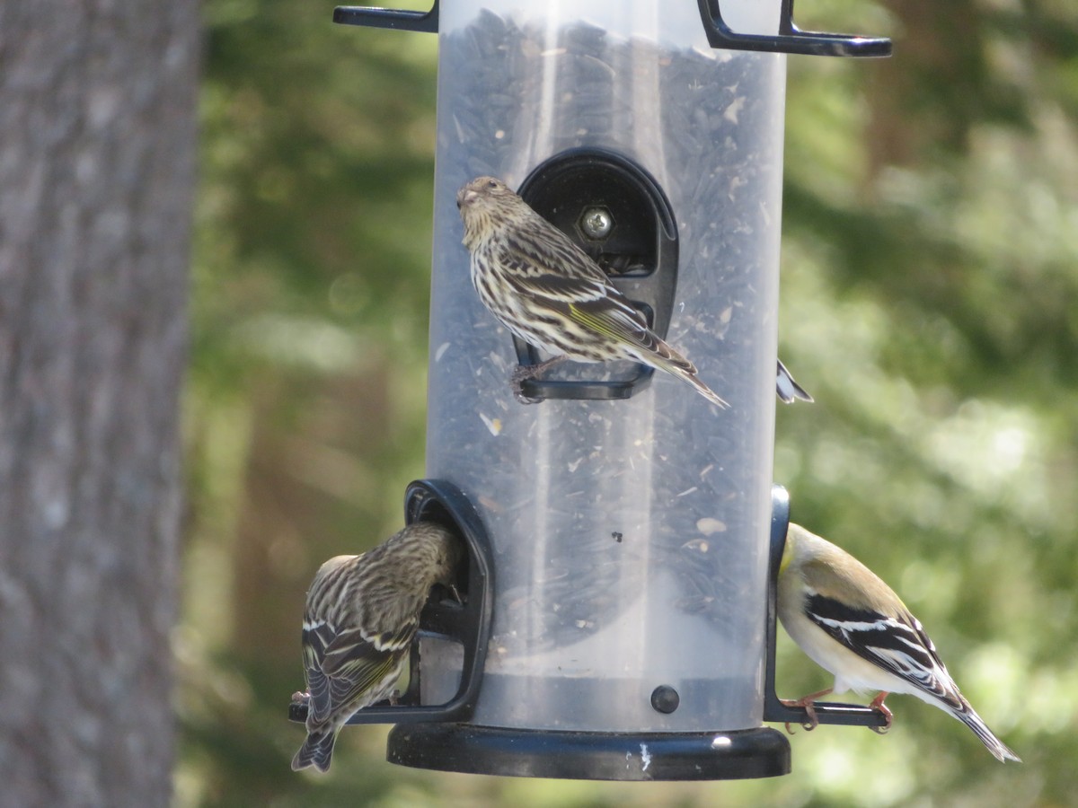 Jilguero de Los Pinos - ML615959551