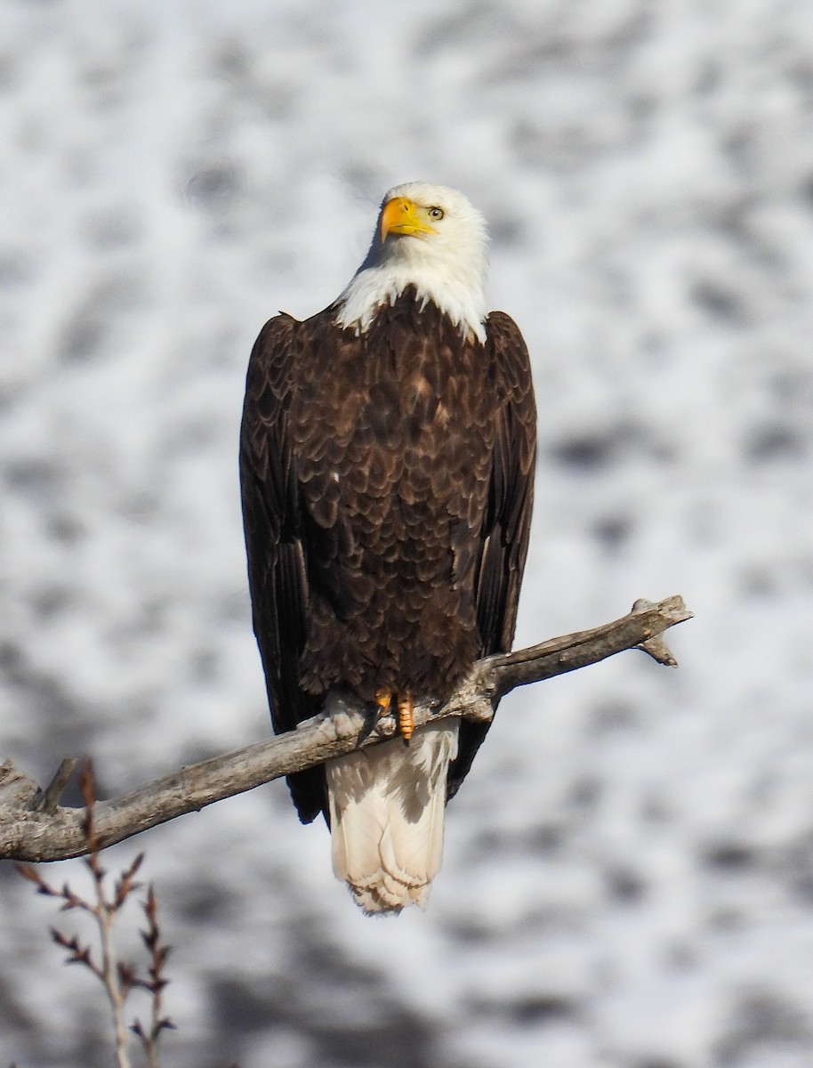 Bald Eagle - ML615959559