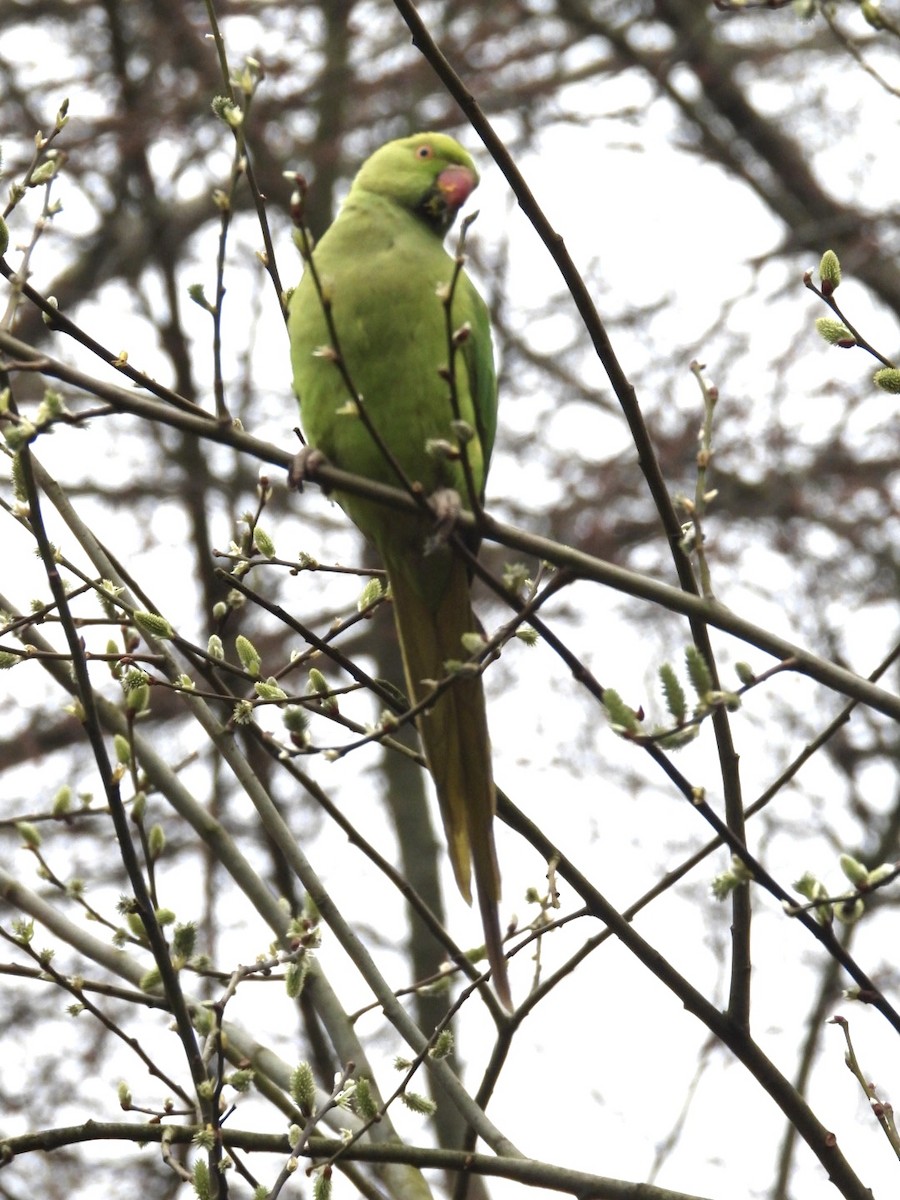 Rose-ringed Parakeet - ML615959592