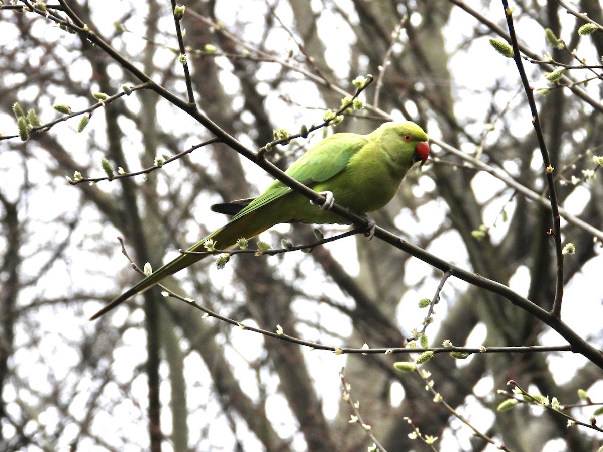 Rose-ringed Parakeet - ML615959594
