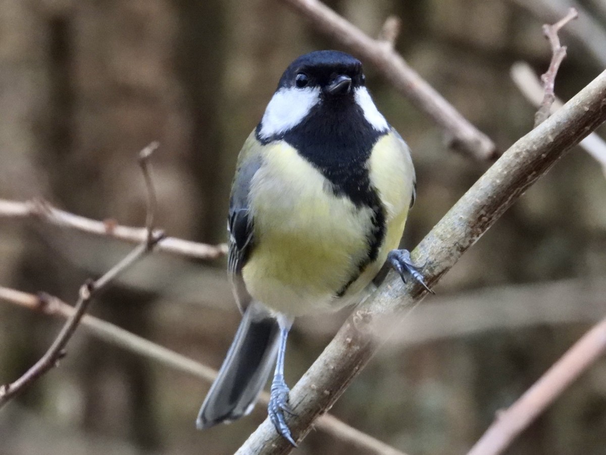 Great Tit - ML615959598