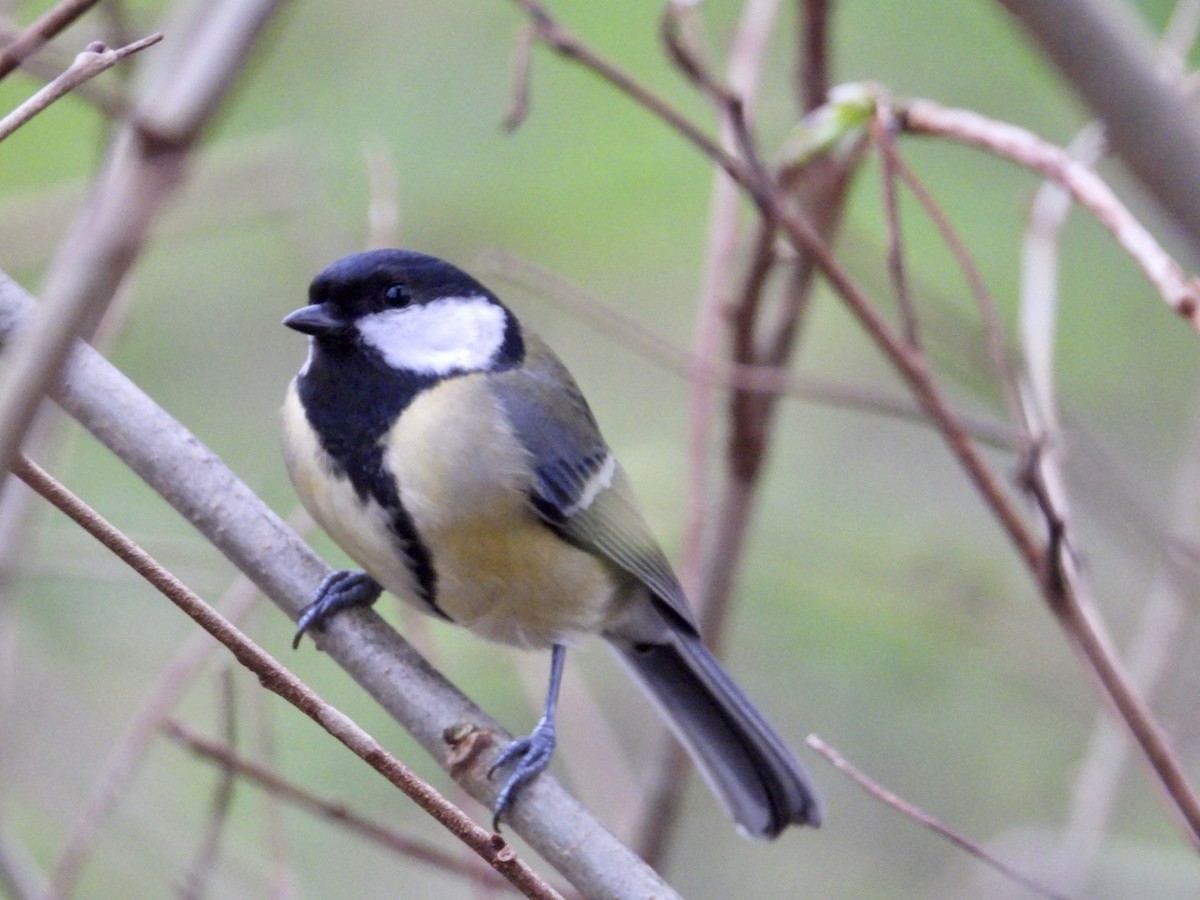 Great Tit - ML615959599