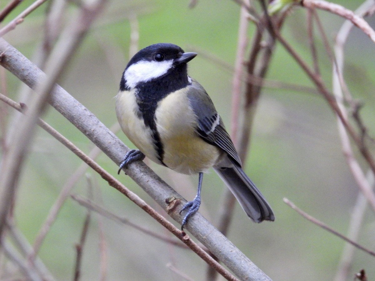 Great Tit - ML615959600