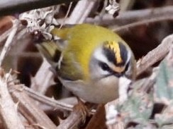 Common Firecrest - ML615959615