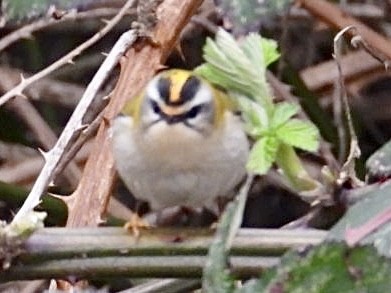Common Firecrest - ML615959616