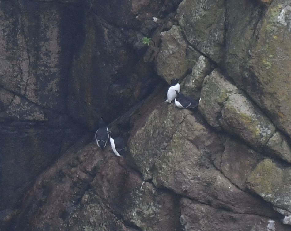 Razorbill - ML615959644