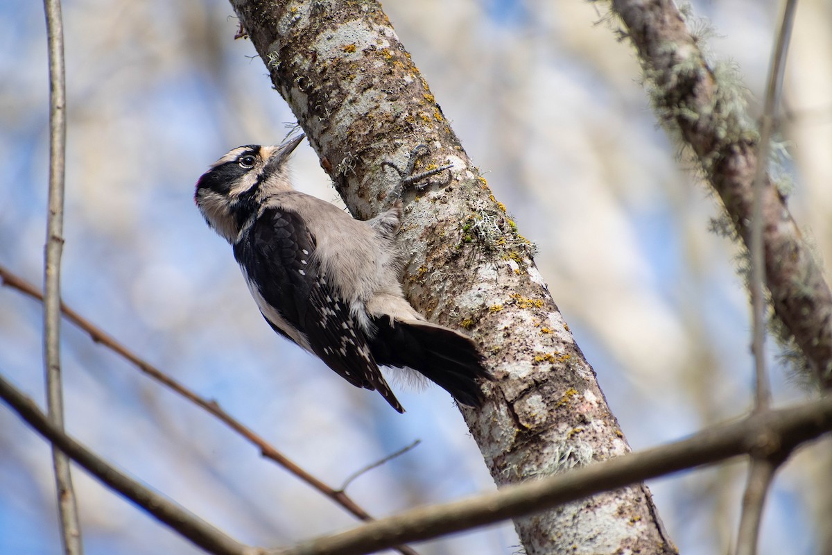 Downy Woodpecker - ML615959671