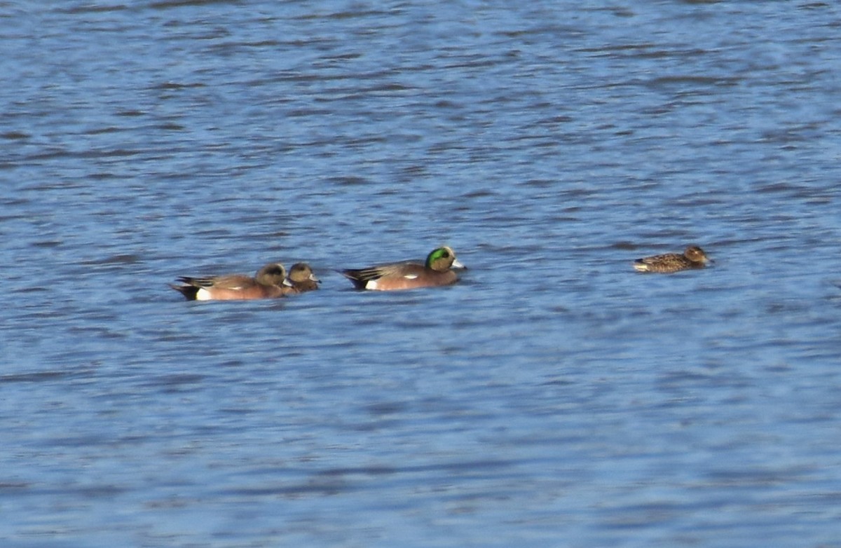 Canard d'Amérique - ML615959685