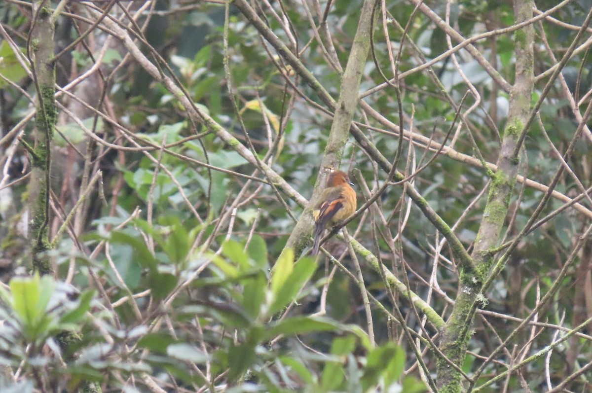 Cinnamon Flycatcher - Cindy Edwardson