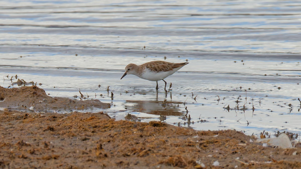 Little Stint - ML615959723