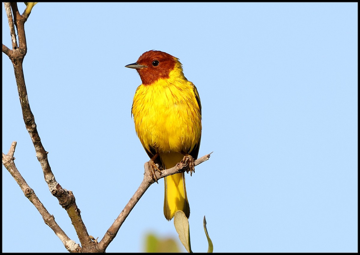 Northern/Mangrove Yellow Warbler - ML615959735