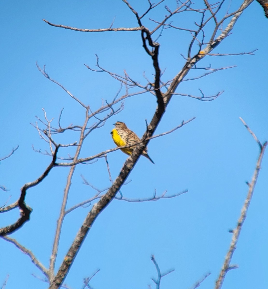 Eastern Meadowlark - Martha Burchat