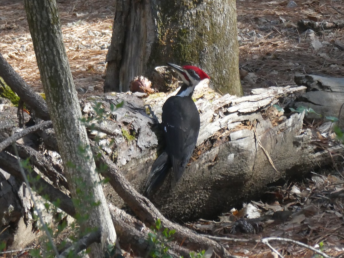 Pileated Woodpecker - Leigh McDougal