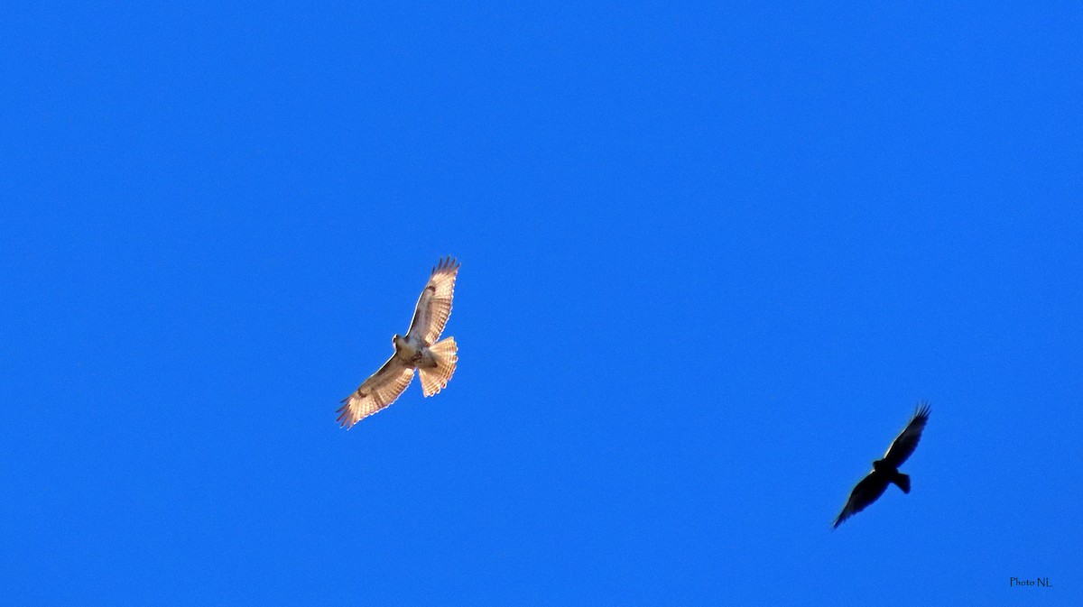 Red-tailed Hawk - ML615959785