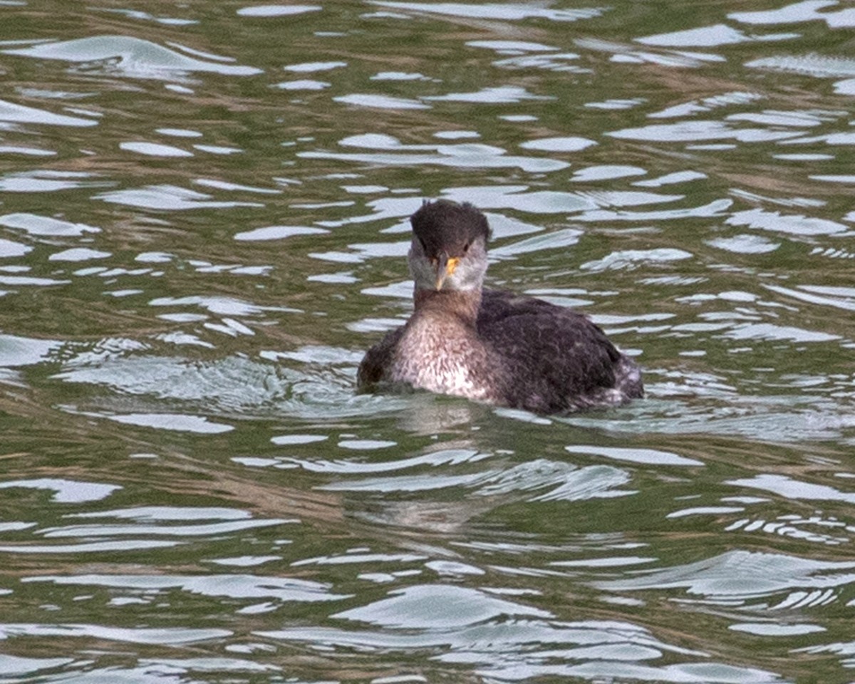 Red-necked Grebe - ML615959787