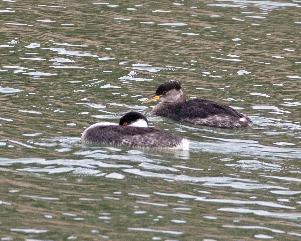 Red-necked Grebe - ML615959788