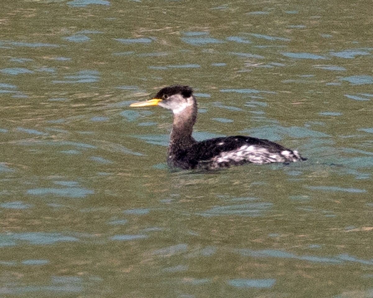 Red-necked Grebe - ML615959789