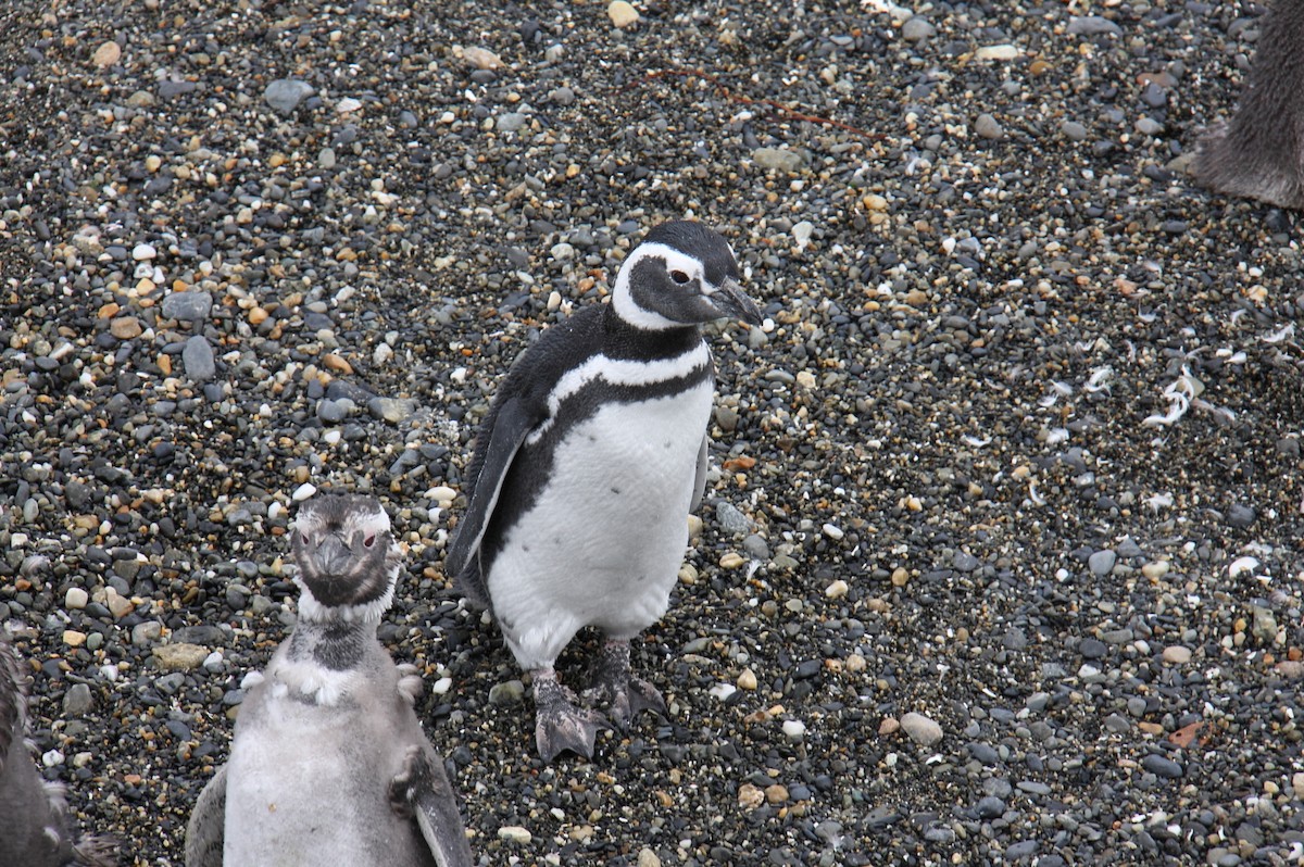 Пінгвін магеланський - ML615959816