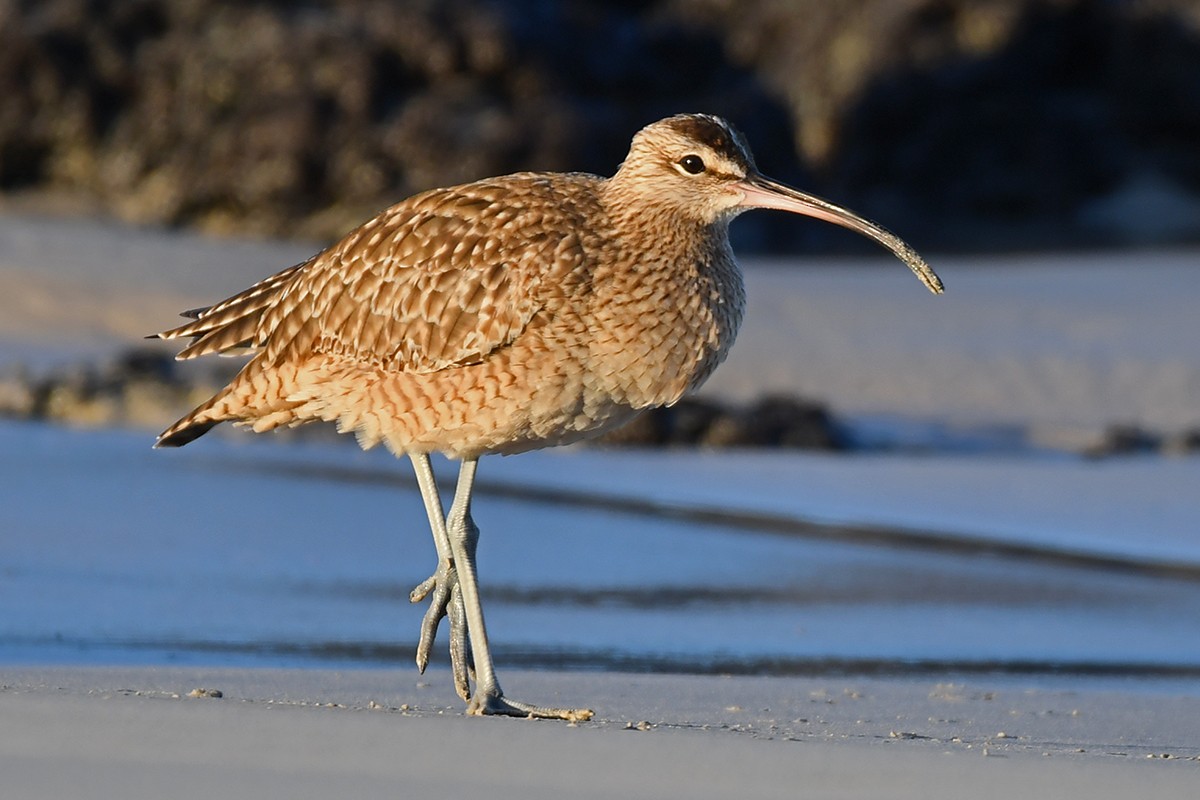 Whimbrel - Guido Bennen