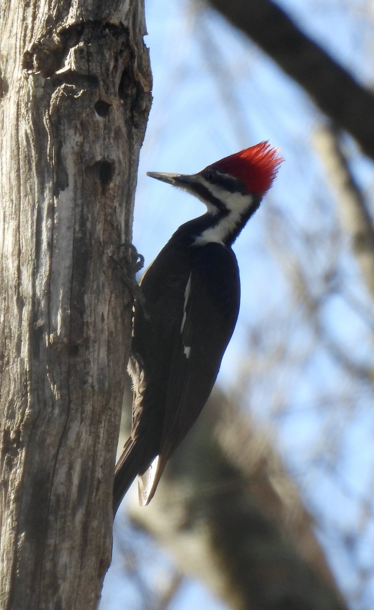 Pileated Woodpecker - Robert Ducham