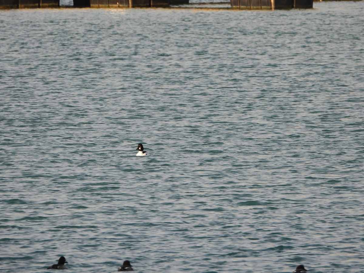 Common Goldeneye - ML615959852