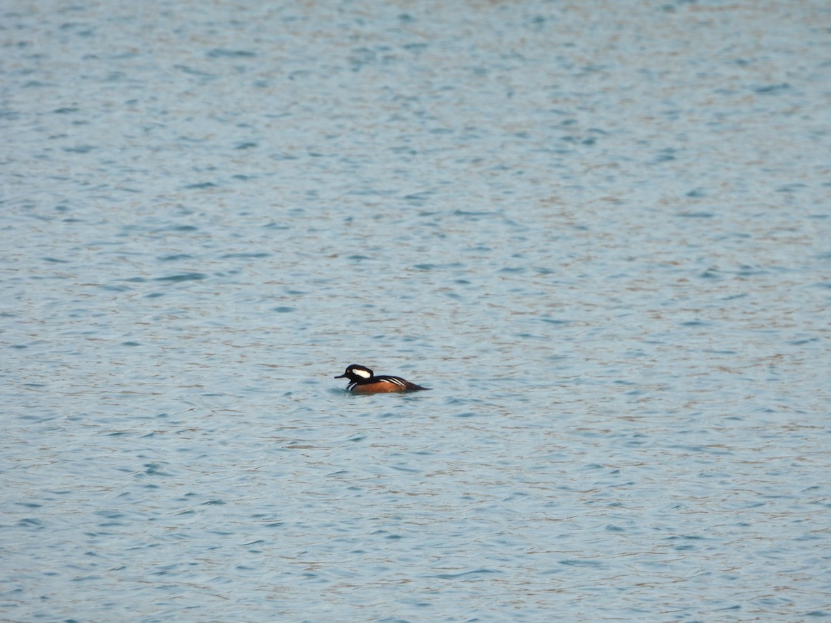 Hooded Merganser - ML615959855