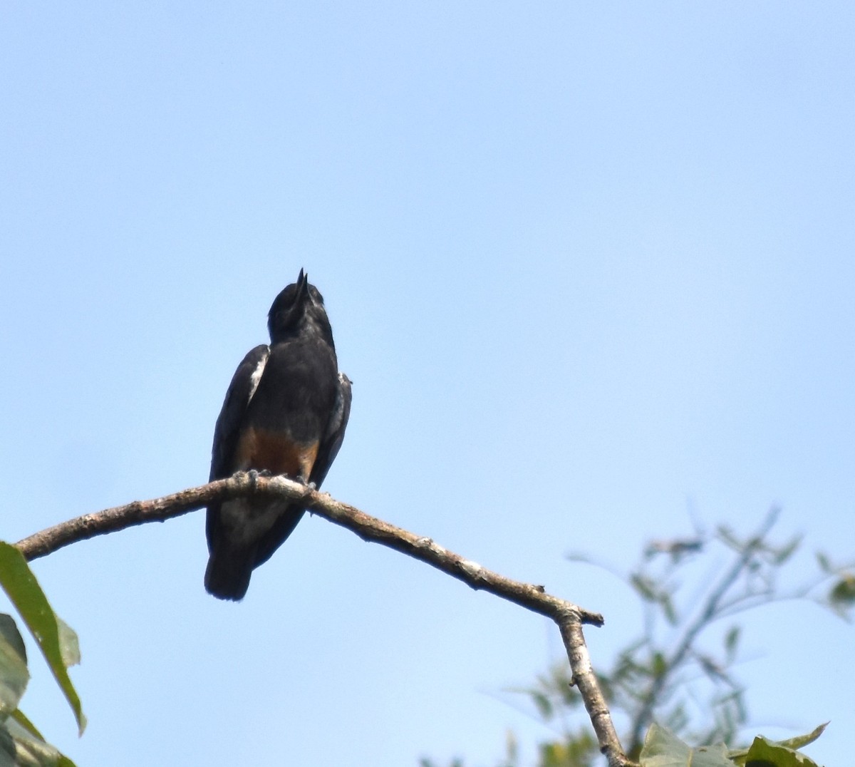 Swallow-winged Puffbird - ML615959886