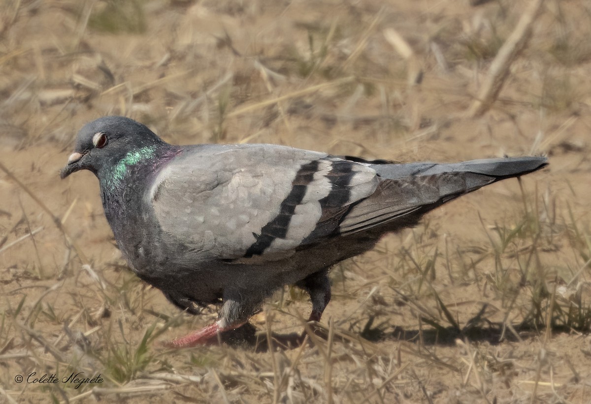 Pigeon biset (forme domestique) - ML615959896