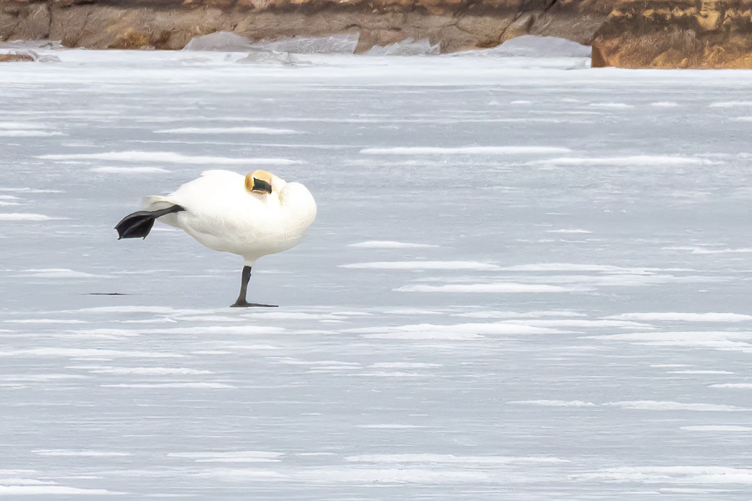 Trumpeter Swan - ML615959936