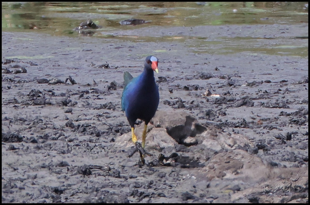 Purple Gallinule - ML615959968