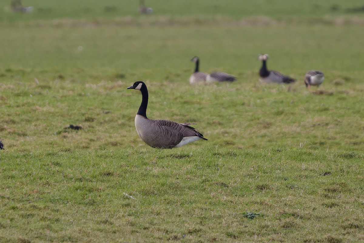 Canada Goose - ML615960027