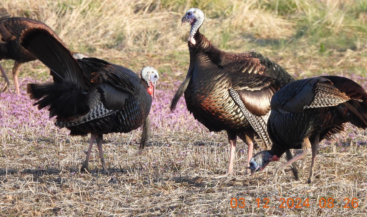 Wild Turkey - Paul McKenzie