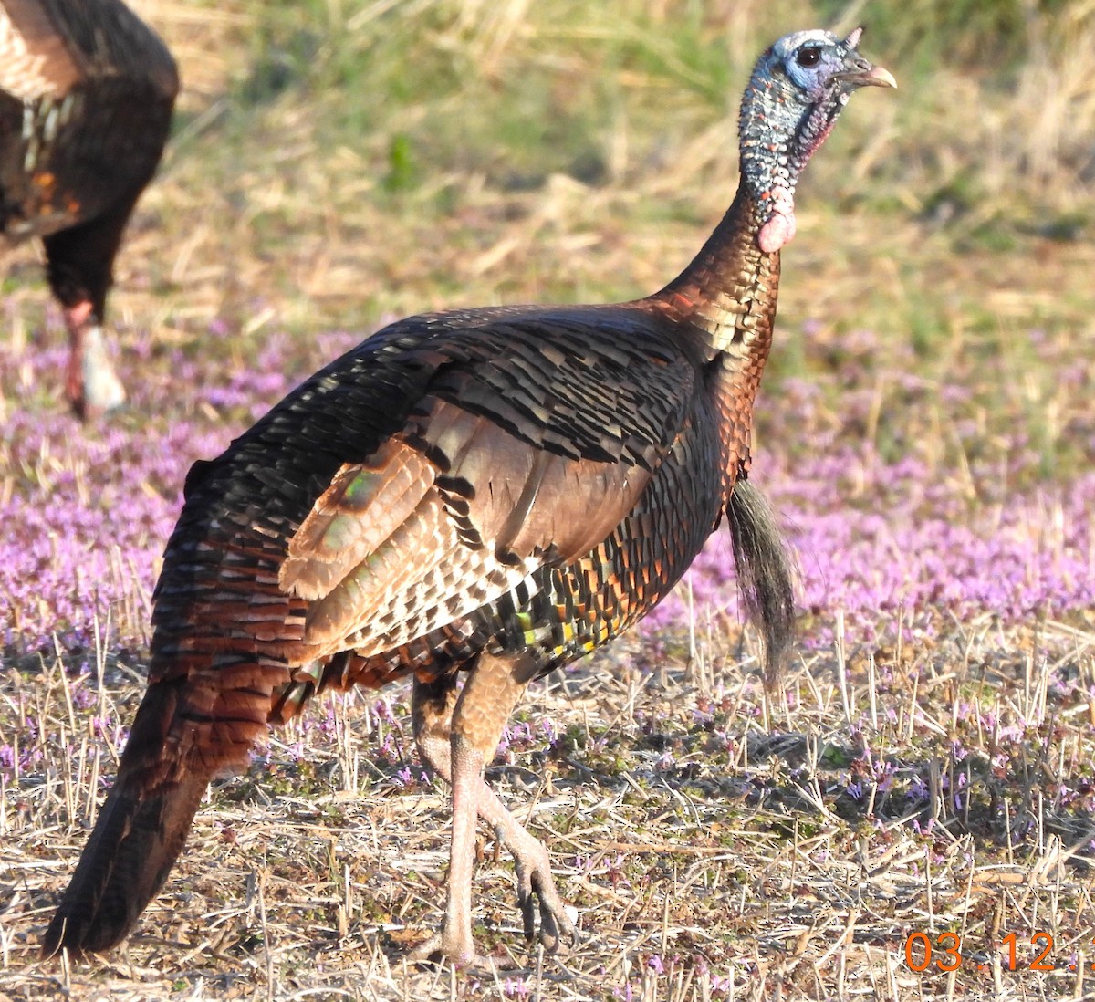 Wild Turkey - ML615960082