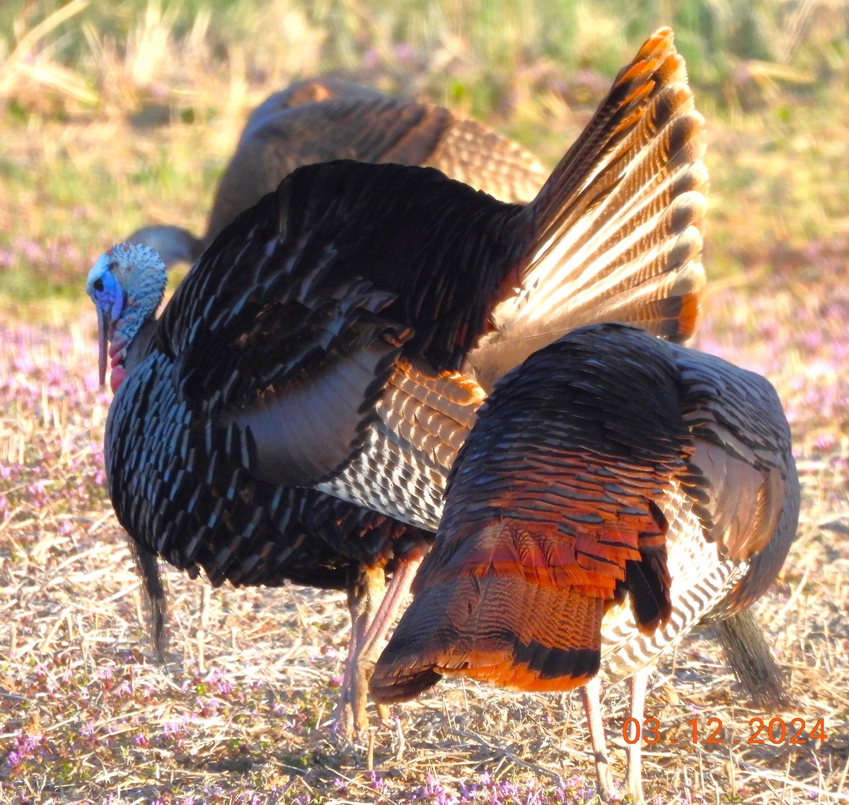 Wild Turkey - Paul McKenzie