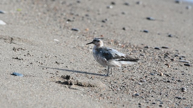 Phalarope à bec large - ML615960124