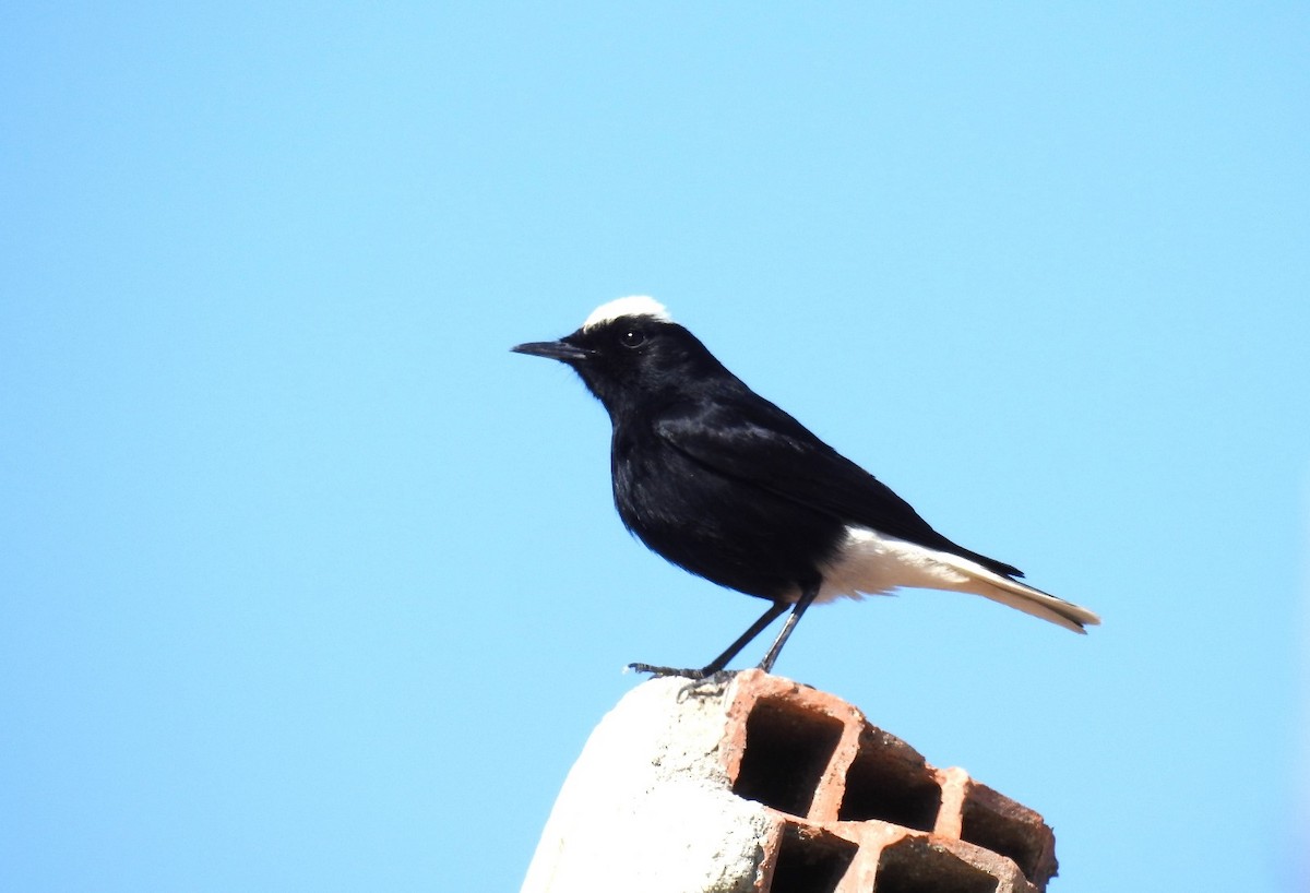 White-crowned Wheatear - Güneş Deniz Yıldırım