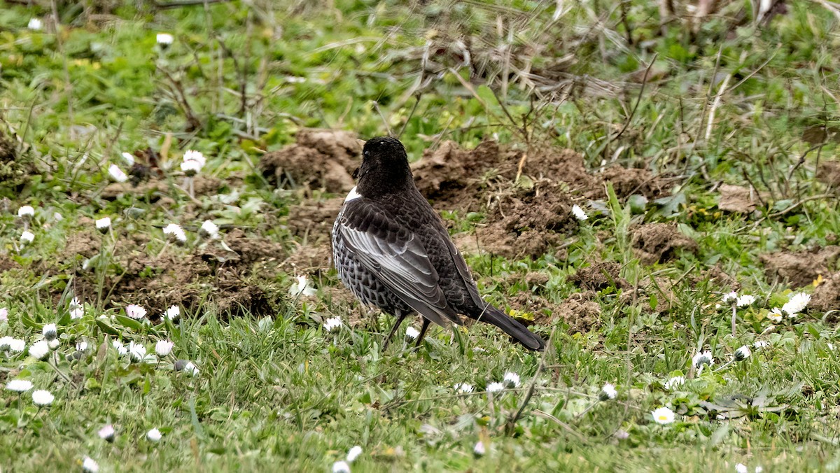 Ring Ouzel - Korhan Urgup