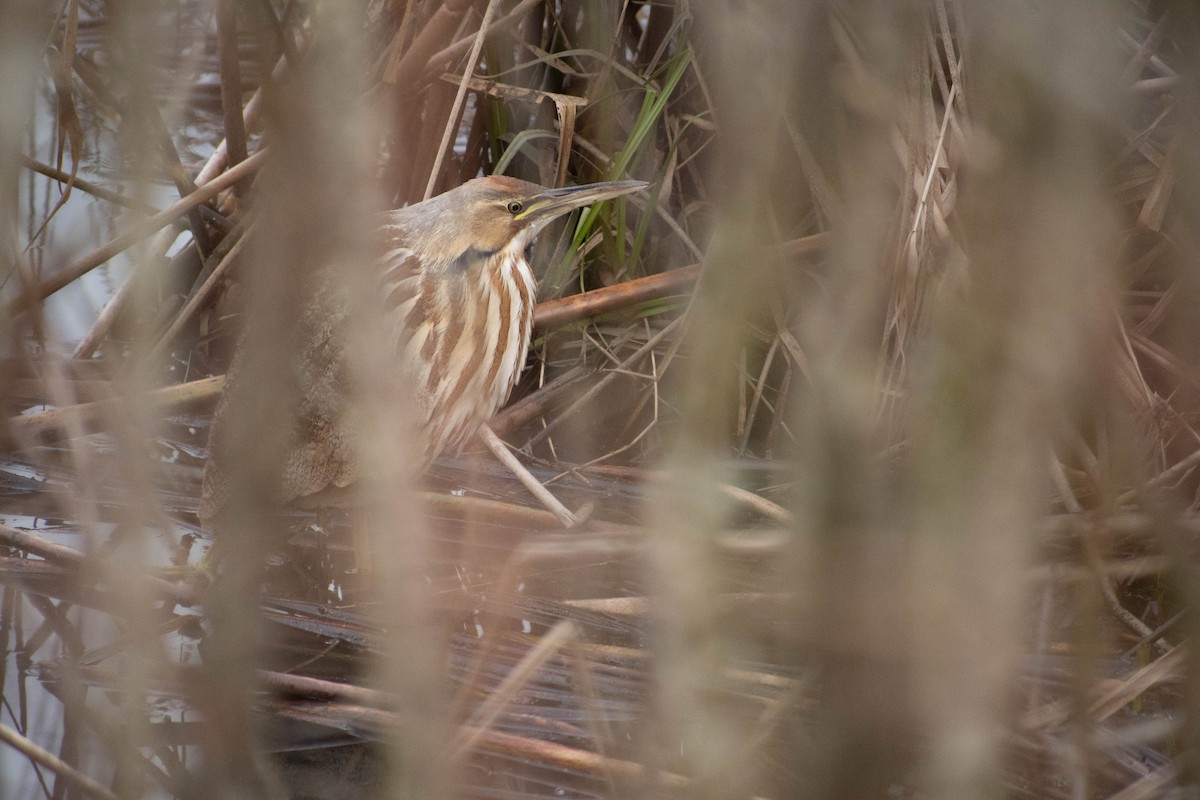 American Bittern - ML615960293