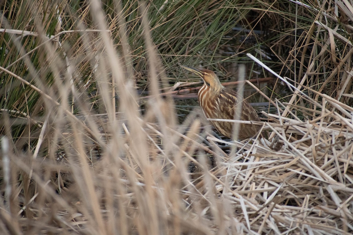 American Bittern - ML615960294