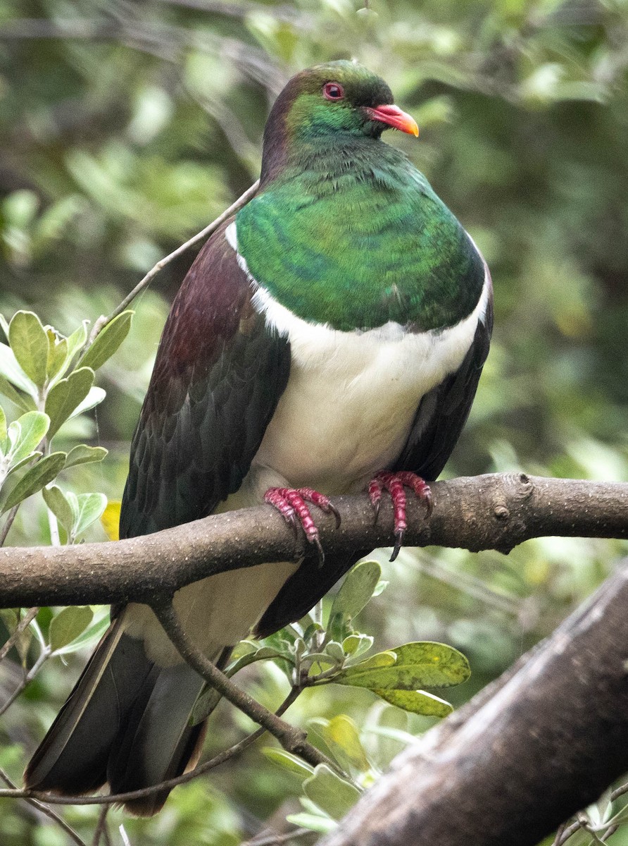 New Zealand Pigeon - ML615960307