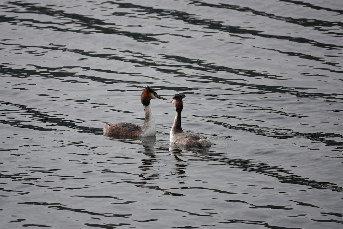 Great Crested Grebe - ML615960354
