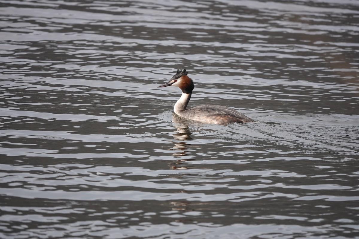 Great Crested Grebe - ML615960359