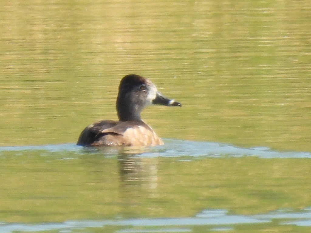 Ring-necked Duck - ML615960389
