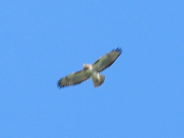 Red-tailed Hawk - ML615960510