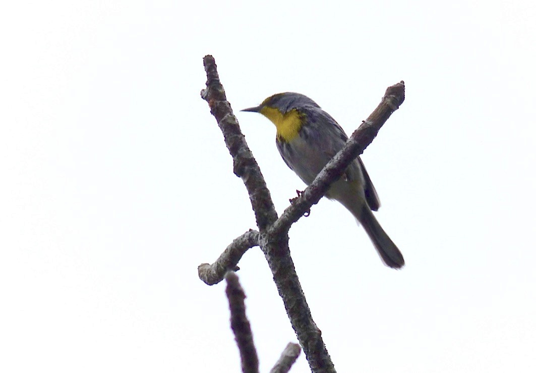 Olive-capped Warbler - ML615960522