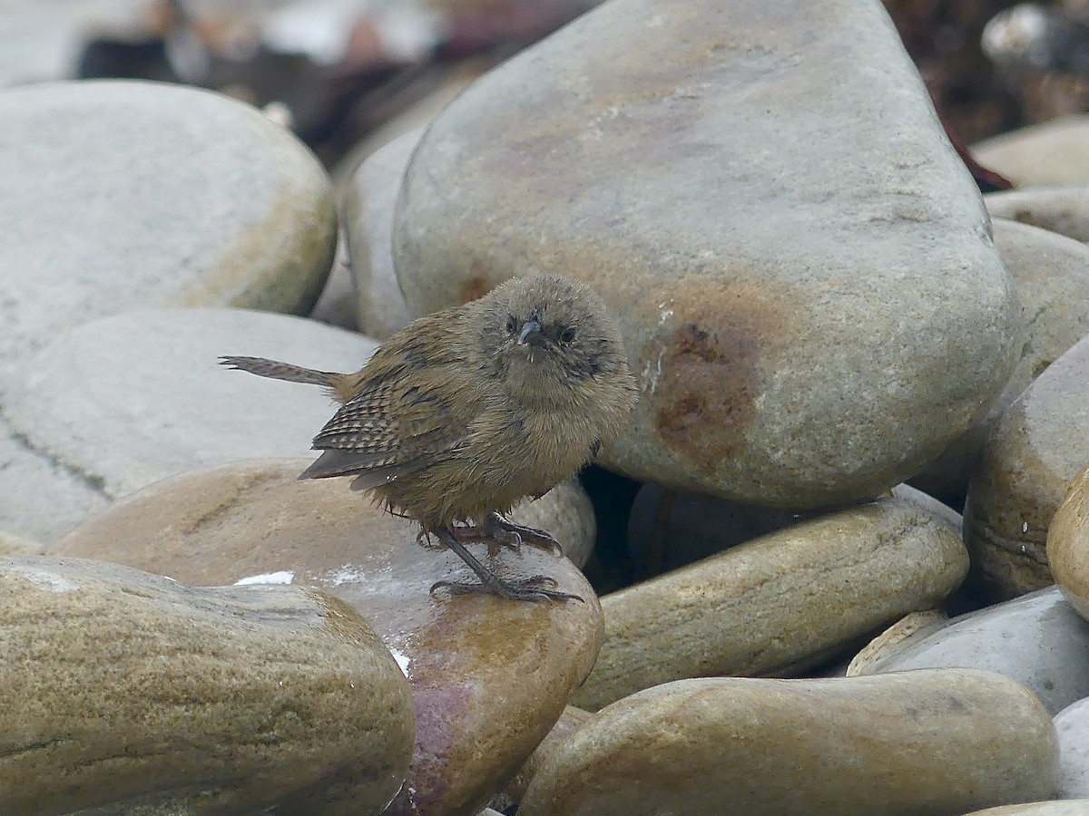 Cobb's Wren - Charles Duncan