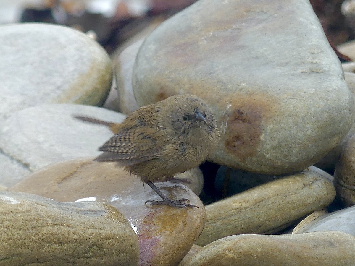 Cobb's Wren - Charles Duncan