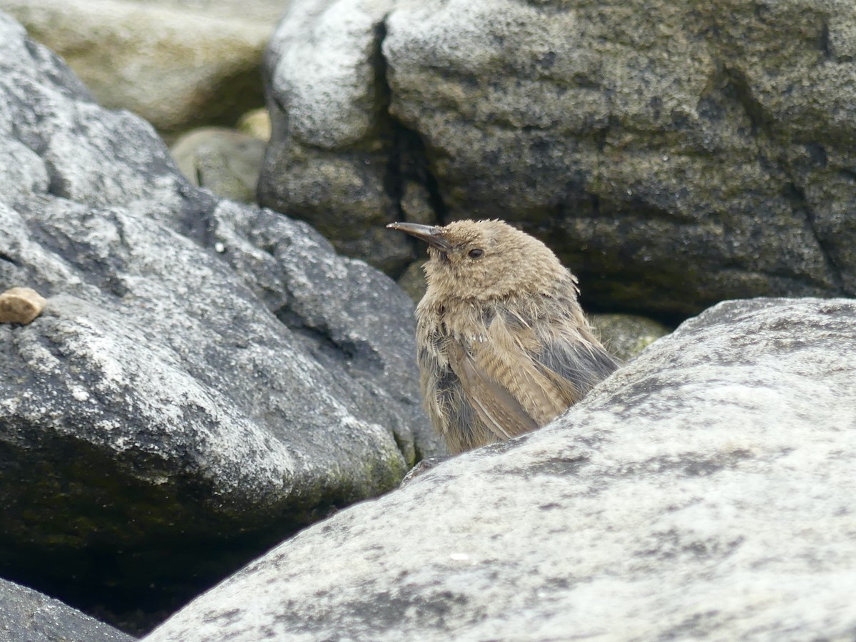 Cobb's Wren - Charles Duncan